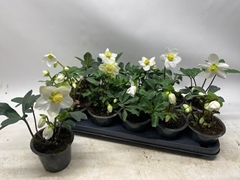 Helleborus Niger 12Ø 26cm