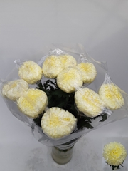 Chrysanth Single Fred Shoesmith 70cm 90gr.