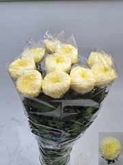 Chrysanth Single Fred Shoesmith 70cm 125gr.