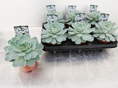 Echeveria 11Ø 18cm