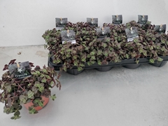 Crassula Marginalis 11Ø 15cm