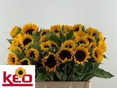 Helianthus Sunrich Orange 60cm