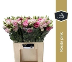 Eustoma Double Rosita Rose Pink 65cm