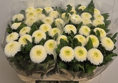 Chrysanth Single Ping Pong 75cm 65gr.