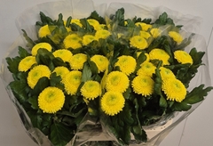 Chrysanth Single Golden Ping Pong 75cm 70gr.