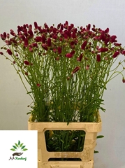 Sanguisorba Officinalis Arnhem 80cm