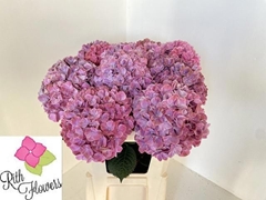 Hydrangea Sweet Ruby 60cm 15-17cm Hd