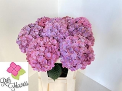 Hydrangea Sweet Ruby 80cm 17-19cm Hd
