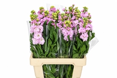Matthiola Iron Cherry Blossom 70cm