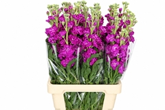 Matthiola Iron Deep Pink 70cm