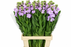 Matthiola Iron Marine 70cm