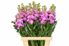 Matthiola Iron Pink 70cm