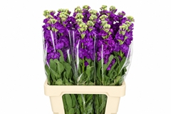 Matthiola Iron Purple 70cm