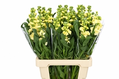 Matthiola Iron Yellow 70cm