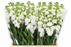 Matthiola Iron White 70cm