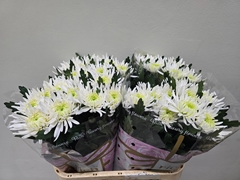 Chrysanth Single Topspin 80cm 100gr.