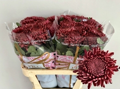 Chrysanth Single Bigoudi Red 80cm 75gr.