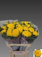 Chrysanth Single Rivalry 80cm 110gr.