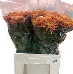 Chrysanth Single Astro 65cm 75gr.