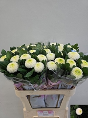 Chrysanth Single Ping Pong 80cm 70gr.