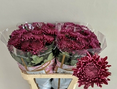 Chrysanth Single Bigoudi Purple 80cm 80gr.