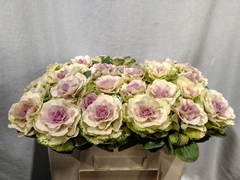 Brassica Round White 50cm
