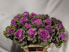 Brassica Crane Ruffle Red 65cm