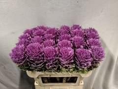 Brassica Crane Queen 70cm
