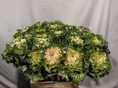 Brassica White Lady 70cm