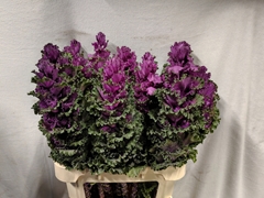 Brassica Crane Ruffle Red 80cm