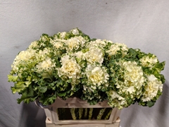 Brassica Crane Ruffle White 70cm
