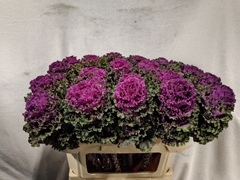 Brassica Crane Ruffle Red 70cm