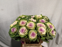 Brassica Crane Bicolour 60cm