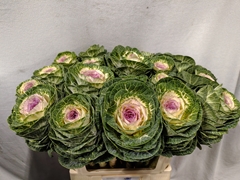 Brassica Crane Bicolour 70cm
