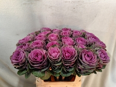 Brassica Condor Red 70cm