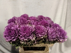Brassica Crane Queen 70cm