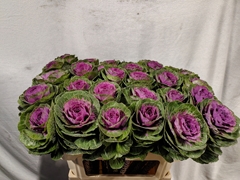 Brassica Red Crane 70cm