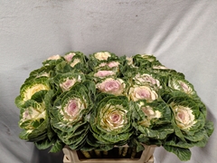 Brassica White Crane 70cm