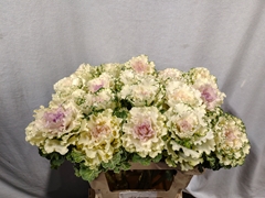 Brassica White Lady 60cm