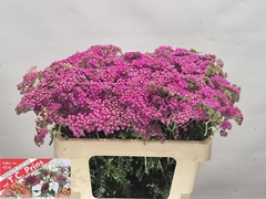 Achillea Millefolium Masterclass Purple 55cm