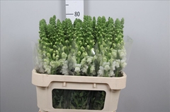 Antirrhinum Avignon White 80cm