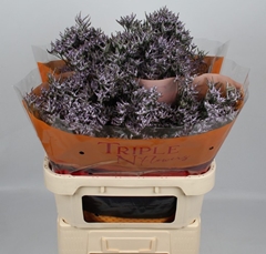 Limonium Safora Lilac 80cm 50gr.