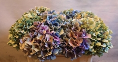 Hydrangea Bodensee Classic 45cm 16-18cm Hd
