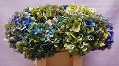 Hydrangea Bodensee Classic 35cm 16-18cm Hd