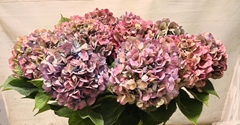 Hydrangea Bodensee Classic 100cm 18-20cm Hd