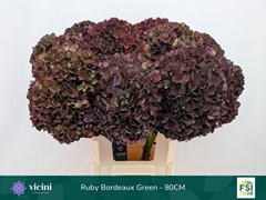 Hydrangea Rubyred 80cm 20-22cm Hd