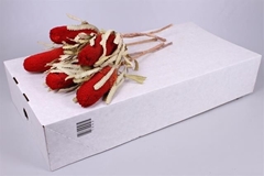 Banksia Speciosa Painted Red 40cm