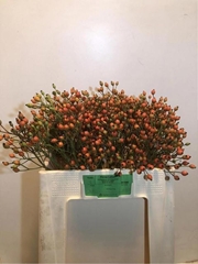 Rosa Magical Miracle 50cm