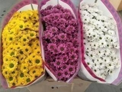 Chrysanth Santini Mix 55cm 44gr.
