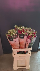 Eustoma Double Rosita Red 90cm